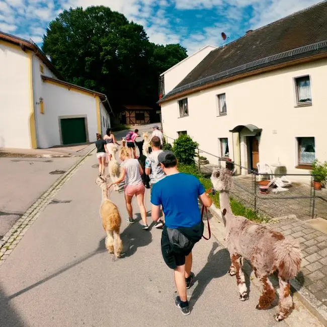 Eine Gruppe wandert mit angeleinten Alpakas durch ein Dorf.