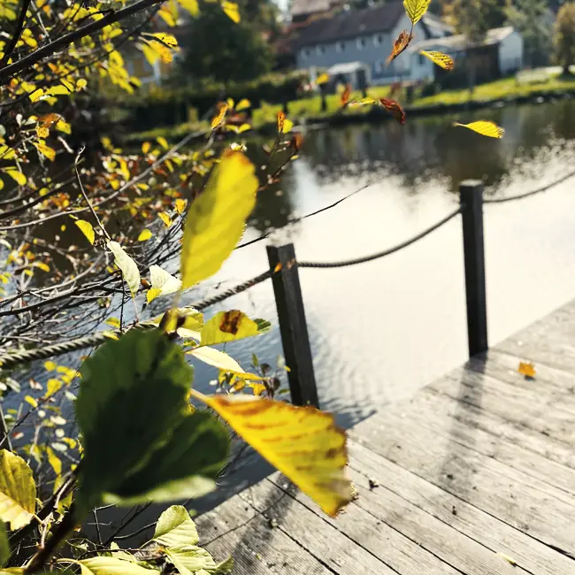 Holzsteg am Wasser mit buntem Herbstlaub.