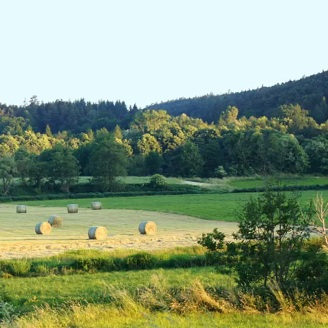 Landschaft bei Karlstein. Wald und Felder in der spätsommerlichen Abendsonne.
