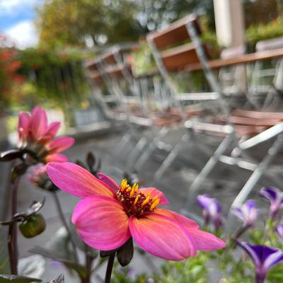 IBlumen bei der Sonnenterrasse