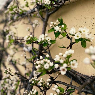 Spalierobstblüte